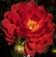 August S. Gardener