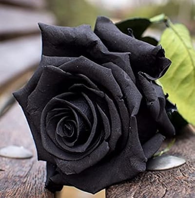 Black Rose 